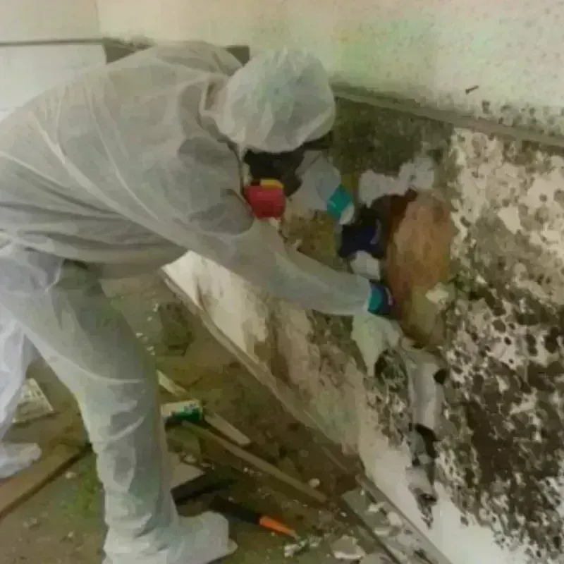 Mold Remediation and Removal in Sutton, MA